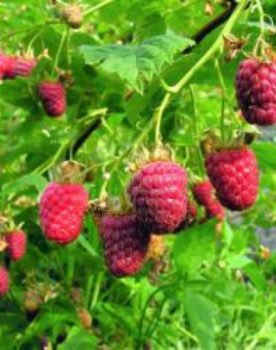 Rote Himbeere Willamette