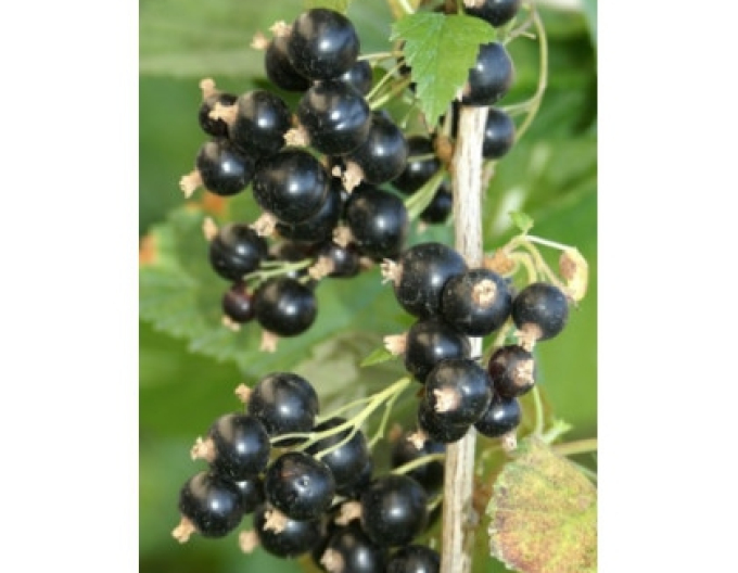 Schwarze Johannisbeere Eva KER 5l