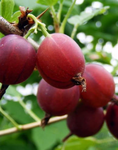 Rote Stachelbeere Captivator Strauch