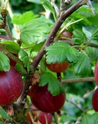 Rote Stachelbeere Captivator Strauch