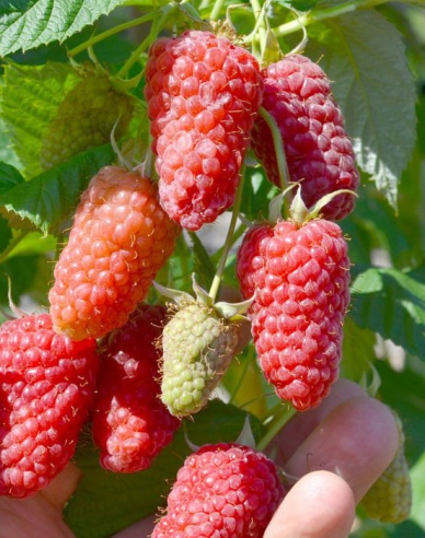 Himbeere Gordost Rosyi