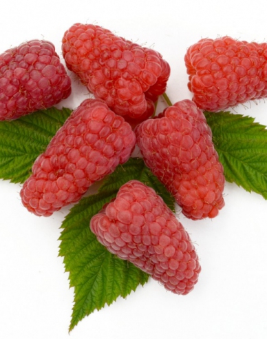 Himbeere Gordost Rosyi