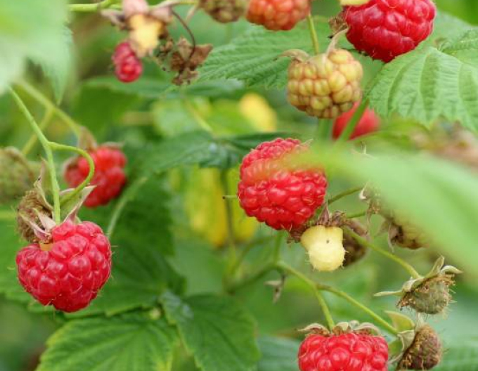 Rote Himbeere Autumn Belle immertragende