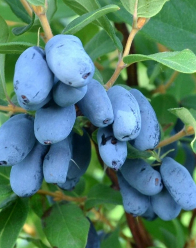 Sibirische Blaubeere Boreal Blizzard