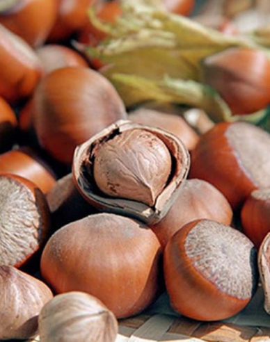 Haselnuss Tonda Romana