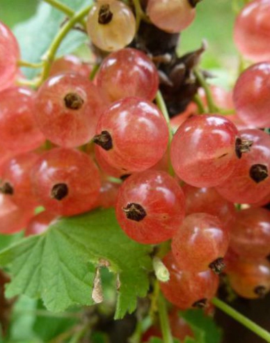 Rosa Johannisbeere Lubawa Strauch