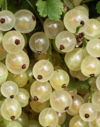 Weiße Johannisbeere Blanka Strauch