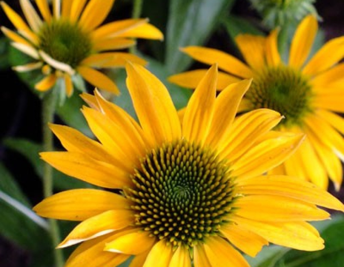 Echinacea Mellow Yellows (Gelber Sonnenhut)