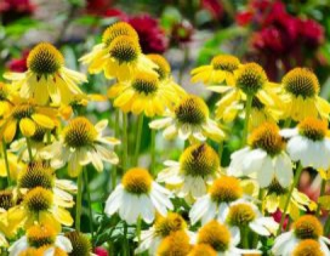 Echinacea Mellow Yellows (Gelber Sonnenhut)