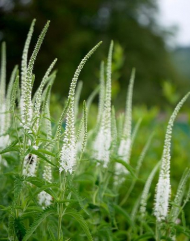 Veronika kobia Weiß