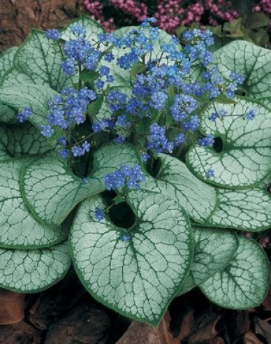 Brunnera Silver Heart