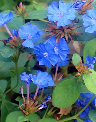 Chinesischer Bleiwurz