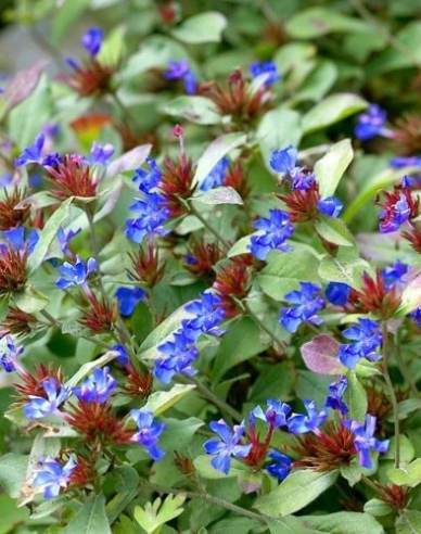 Chinesischer Bleiwurz