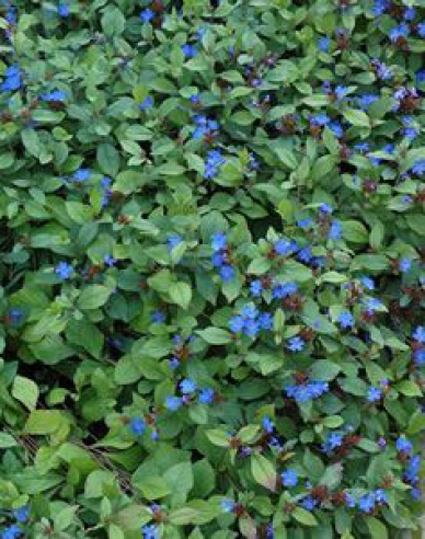 Chinesischer Bleiwurz