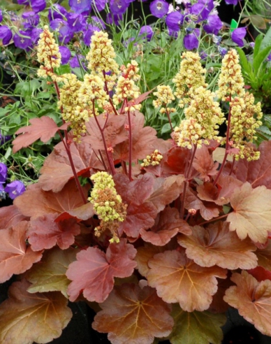 Heuchera Little Cutie Blondie