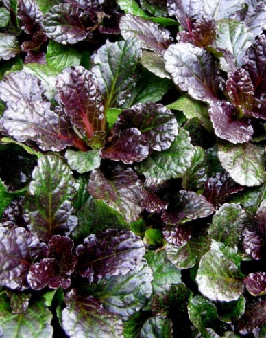 Schwarze Jakobsmuschel