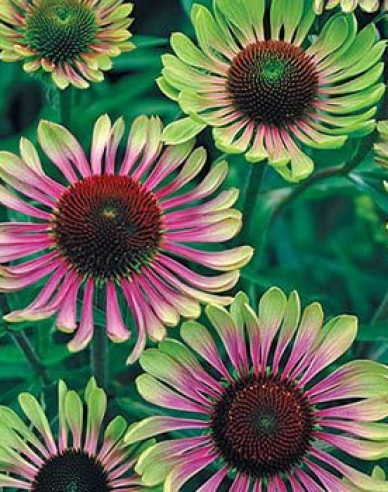 Sonnenhut Green Twister