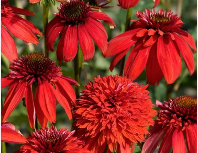 Echinacea ´Eccentric´