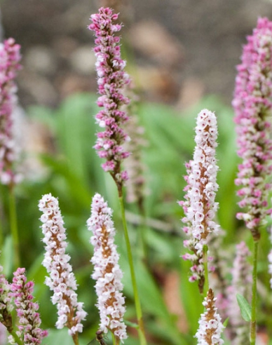 Knöterich Darjeeling Red