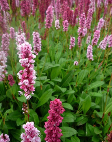 Knöterich Darjeeling Red