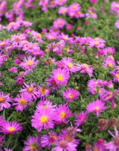 Aster Purple Dome