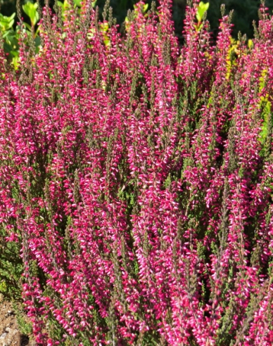 Heidekraut Aphrodite