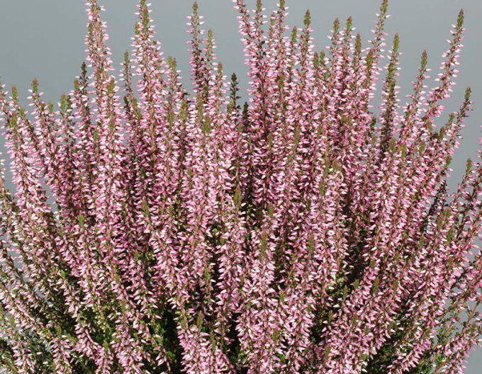 Heidekraut Pink Angie
