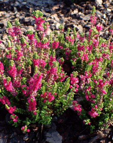 Heidekraut Dark Beauty