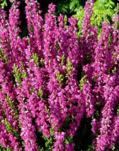 Heidekraut Roter Oktober