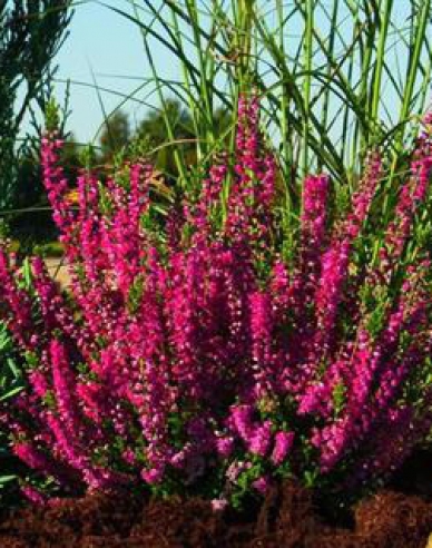 Heidekraut Roter Oktober