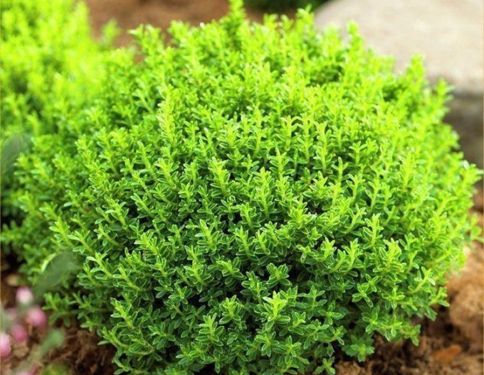Strauchveronika Green Globe
