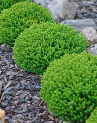 Strauchveronika Green Globe