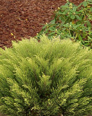 Strauchveronika Golden Esk