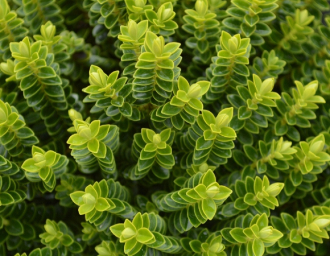 Strauchveronika Nana