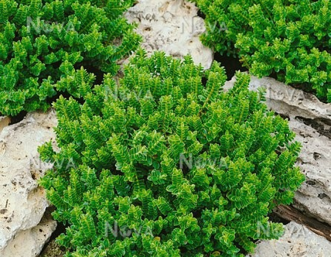 Strauchveronika Nana