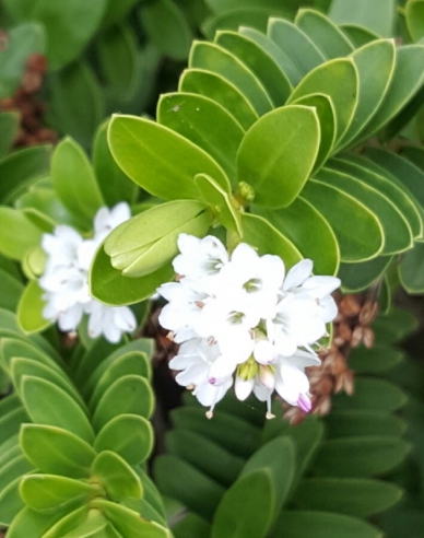 Strauchveronika New Zeland Gold