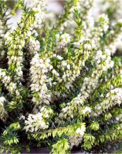 Irische Heidekraut White Perfection