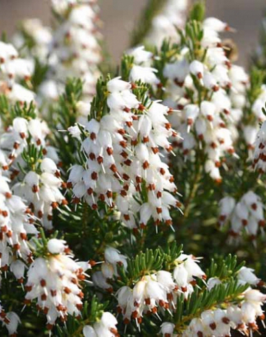 Irische Heidekraut White Perfection
