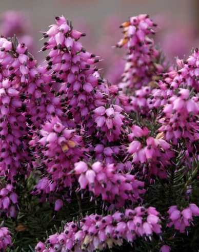 Irische Heidekraut Kramers Rote