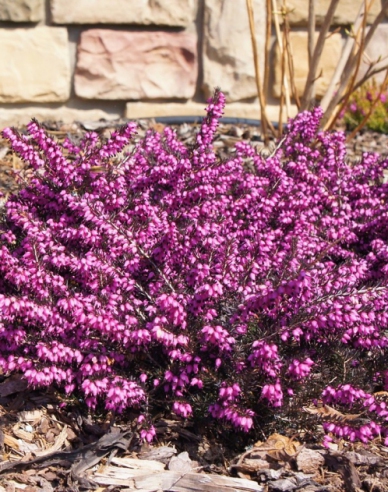 Irische Heidekraut Kramers Rote