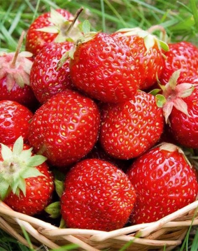 Erdbeere Rumba Exklusive