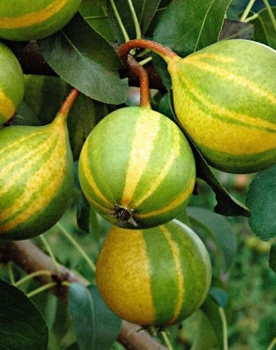 Birne ´Schweizer Hose´, auf Quitte, Cont. 5l