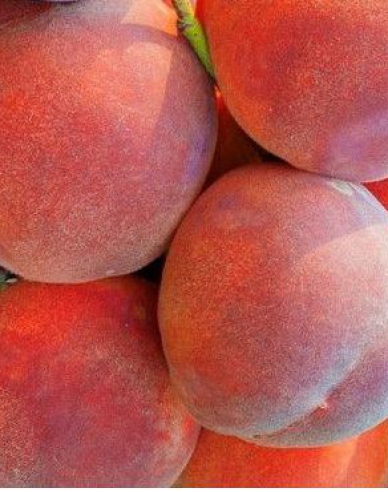 Pfirsich Dixired, auf GF677, wurzelnackt