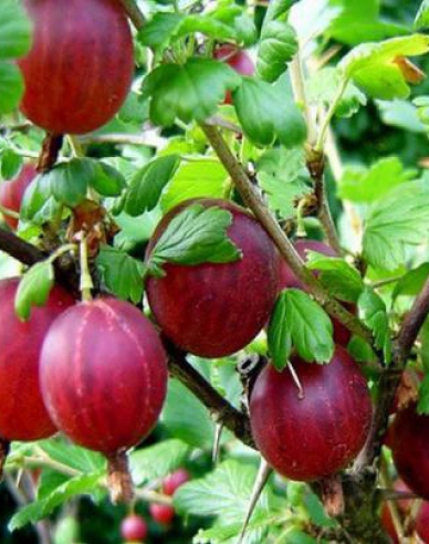 Stachelbeere Hinnonmaki Rot, Hochstämmchen, cont. 2l