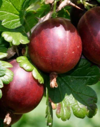 Stachelbeere Hinnonmaki Rot, Hochstämmchen, cont. 2l