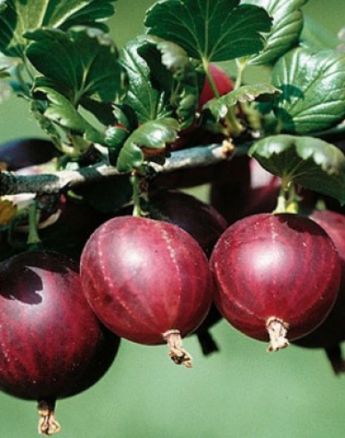 Stachelbeeren Rolonda - Stämmchen, wurzelnackt