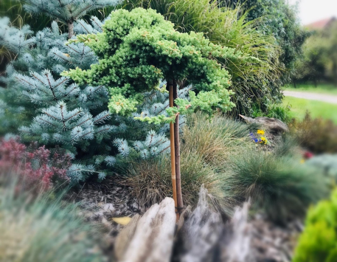 Juniperus Nana - Stämmchen