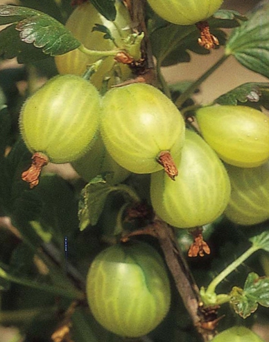 Weiße Stachelbeere "Invicta", Hochstämmchen,  2l