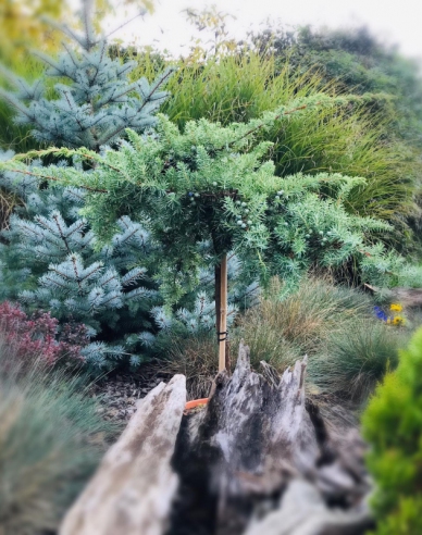 Wacholder Schlager - Stämmchen