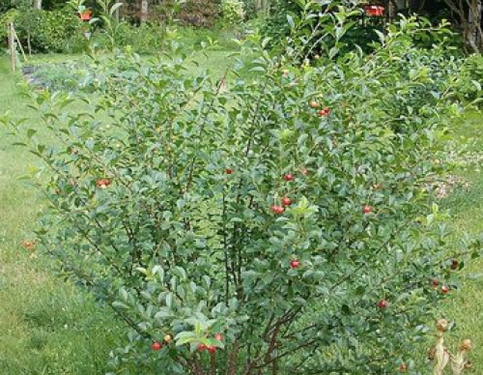 Prunus Carmine Jewel